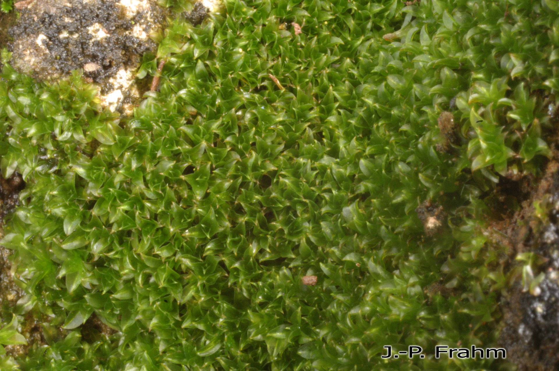 http://azoresbioportal.uac.pt/pt/especies-dos-acores/chenia-leptophylla-11918/